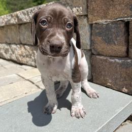 German Shorthaired Pointer Puppies from Chris's GSPs