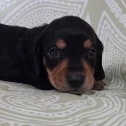 Hansen 2k plus fee CKC - Black and tan male Dachshund puppy in Cowen, West Virginia from Bennett Babies