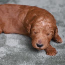 Lumi - Red  female Goldendoodle puppy in Macclenny, Florida from Baker County Goldendoodles