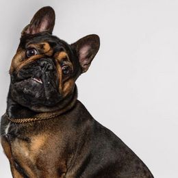 French Bulldogs from Rodzina French Bulldogs