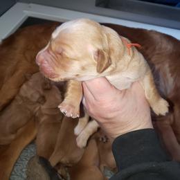 Orange - Golden male Golden Retriever puppy in Merino, Colorado from High Plains Goldens