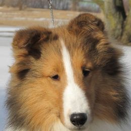 Shetland Sheepdogs from Canami Shelties