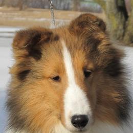 Shetland Sheepdogs from Canami Shelties