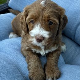Ava - Caramel female Australian Labradoodle puppy in Roseville, California from Darby Park Doodles
