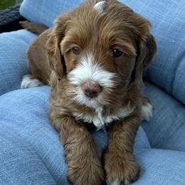 Ava - Caramel female Australian Labradoodle puppy in Roseville, California from Darby Park Doodles