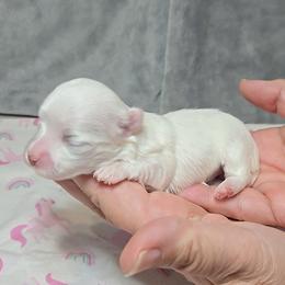 MaryAnn.GiGi - White female Maltese puppy in Aurora, Missouri from KnJ Precious Paws LLC