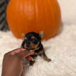 Honey (Yellow collar) - Black and tan female Yorkshire Terrier puppy in Selden, New York from Alisha's Yorkshire Terriers