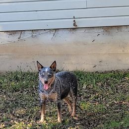 Australian Cattle Dog puppies from LoveAHeeler