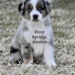 Miniature Australian Shepherd, Shih Tzu, and Toy Australian Shepherd Puppies from River Springs Aussies