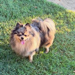 Smokie Rae - Blue merle and tan tri female Pomeranian puppy in Cropwell, Alabama from Poms On The Lake