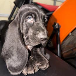 Boy 6 - Black white and tan male Basset Hound puppy in Pflugerville, Texas from Mountain Mama Bassets