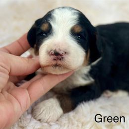 Mint Chip - Tri-color male Bernedoodle puppy in Colorado Springs, Colorado from Mercy Mountain Bernedoodles
