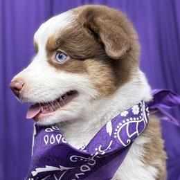 Delaware - Red tri male Miniature Australian Shepherd puppy in Granbury, Texas from Jubilee Acres