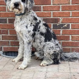 Harvey - Aussiedoodle