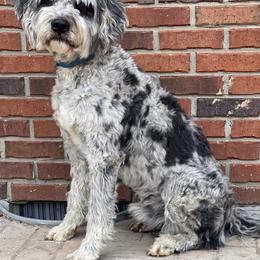 Harvey - Aussiedoodle
