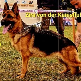 Zira - German Shepherd