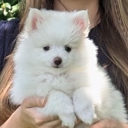 Cotton - Cream male Pomeranian puppy in University City, Missouri from Textilepoms