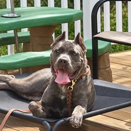 Cane Corso puppies from Central Jersey K9