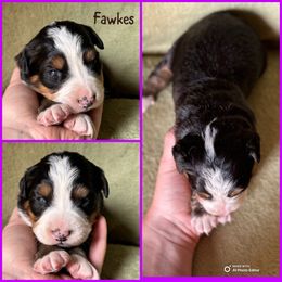 Fawkes - Black rust and white female Bernese Mountain Dog puppy in Merrill, Michigan from Happy Tails Family Farm