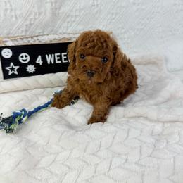 Thunder - Red  male Poodle puppy in Florida from Adorable Toy-Miniature Poodles