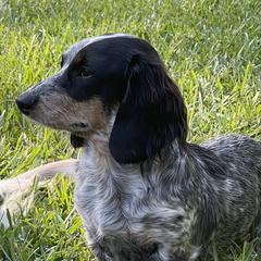 Pistol Annie - Dachshund