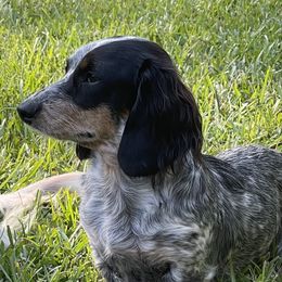 Pistol Annie - Dachshund