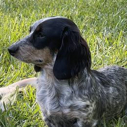 Pistol Annie - Dachshund