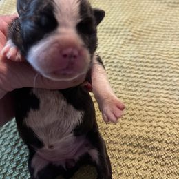 Girl 3 - Black brindle and white female Boston Terrier puppy in Tenmile, Oregon from High Plains French Bulldogs,Boston Terriers and Frenchtons.