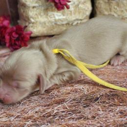 Ross - Cream male Dachshund puppy in Pace, Florida from Shoebox Doxie’s