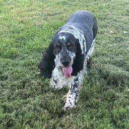 Maddie - English Springer Spaniel