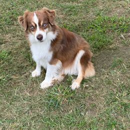 Sweet Pea - Toy Australian Shepherd