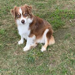 Sweet Pea - Toy Australian Shepherd