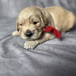 Sophie's Red Collar Male - Golden male Golden Retriever puppy in Piedmont, South Carolina from The Farm at Saluda Ridge
