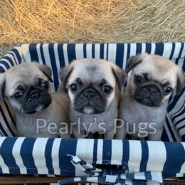 Pug Puppies from Pearly’s Pugs