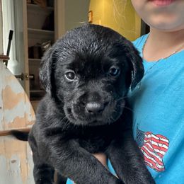Black male 1 - Black male Labrador Retriever puppy in Archer Lodge, North Carolina from Archer Lodge Labradors