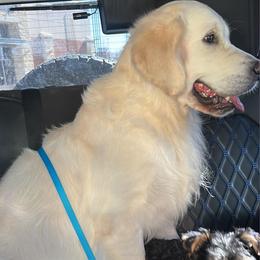 GG Frosty - Golden Retriever