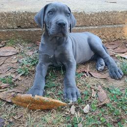 Nova - Blue female Great Dane puppy in Kannapolis, North Carolina from Carolina Great Danes & Toy Poodles