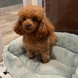 Isla - Red  female Poodle puppy in Franklin Park, Illinois from Windy City Majestic Toy Poodles