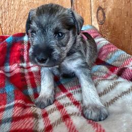 AKC - Winnie - Pink - Salt and pepper female Miniature Schnauzer puppy in Wheeler, Wisconsin from Sue’s Miniature Schnauzers
