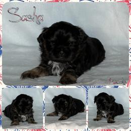Sasha - Black and tan female Shih Tzu puppy in Yelm, Washington from Lala's All Star Shih Tzu