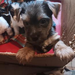 Ricky - Blue and gold Yorkshire Terrier puppy in Redford Township, Michigan from Childress Yorkies