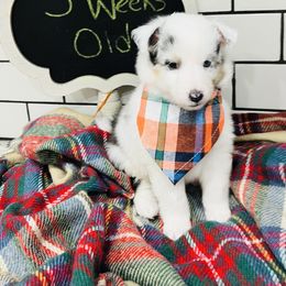 "Izzy" Shetland Sheepdog Puppies from Southern Charm Sheltie Farm