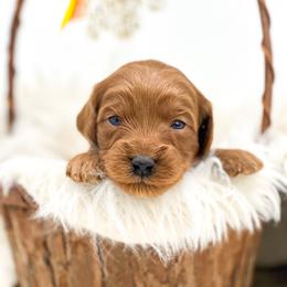 Angel - Red  female Goldendoodle puppy in Davison, Michigan from Dreaming Doodles