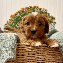 Aurelia - Red female Cavapoo puppy in Knoxville, Tennessee from Duke’s Forever Doodles