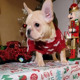 Bulldog and French Bulldog Puppies from Eclipse Bulldogs