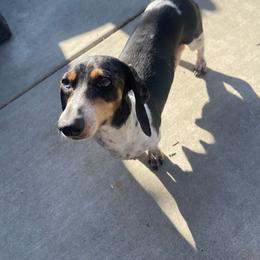 Everest - Dachshund