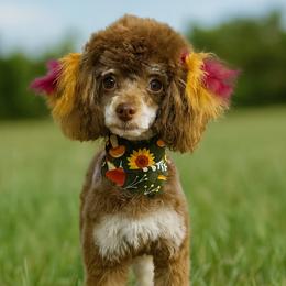 Xena - Poodle