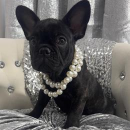 Whitney - Black female French Bulldog puppy in Fort Wayne, Indiana from Jack & Ruby