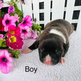 American Pit Bull Terrier and Greyhound Puppies from West Winds American Pit Bull Terriers