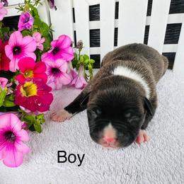 American Pit Bull Terrier and Greyhound Puppies from West Winds American Pit Bull Terriers